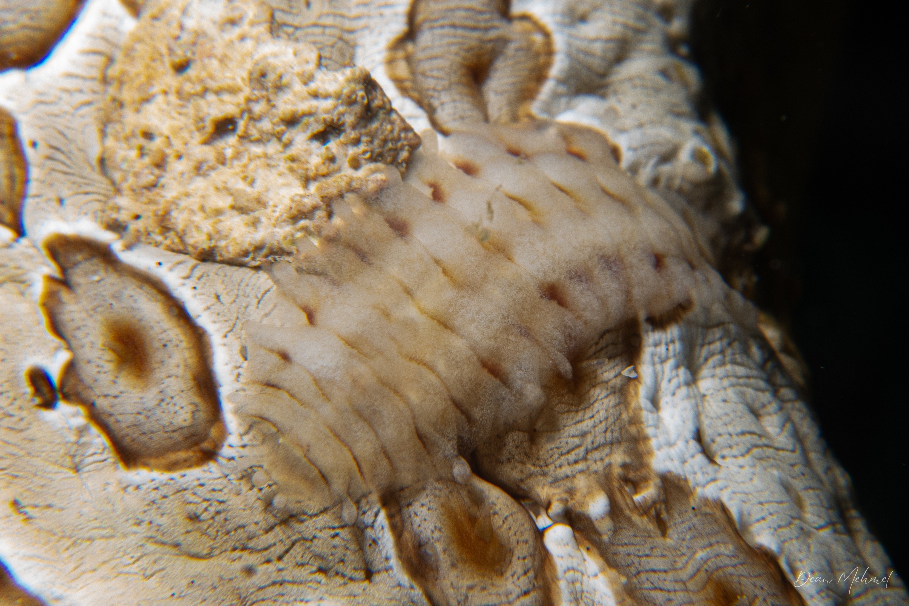 Sea Cucumber Scaleworm