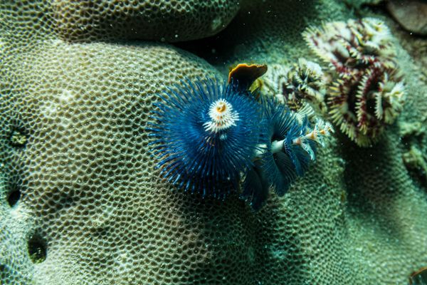 Indo-Pacific Christmas Tree Worm - Photo 1