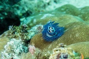 Indo-Pacific Christmas Tree Worm