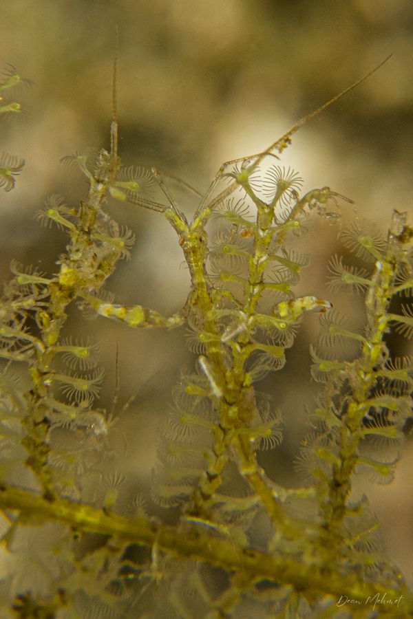 Caprella sp.