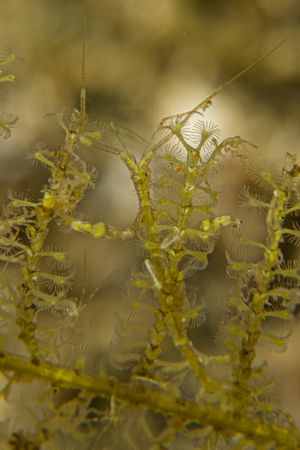 Caprella sp.