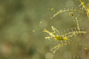Caprella sp.