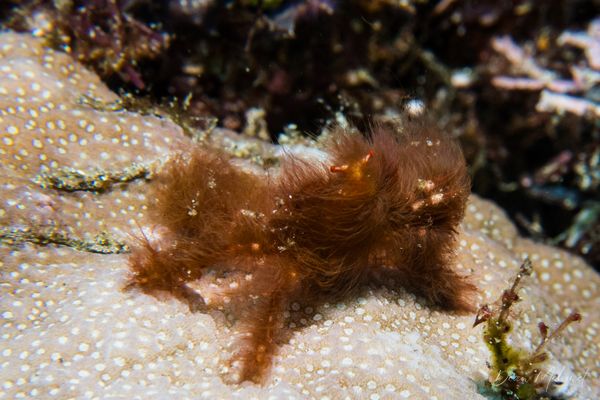 Orangutan Crab - Photo 1