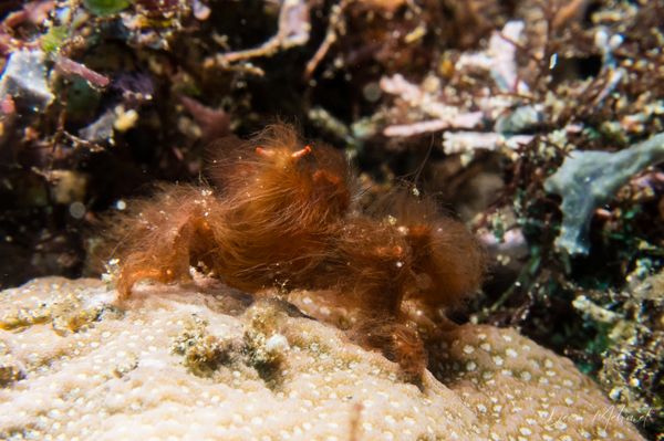 Orangutan Crab - Photo 2