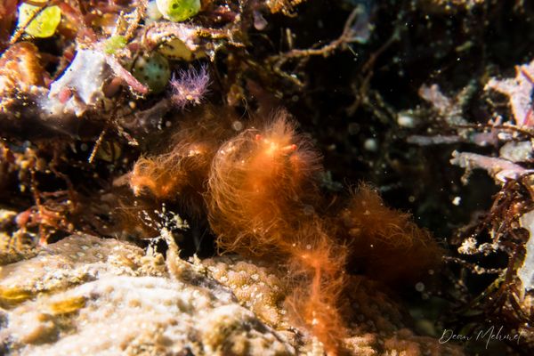 Orangutan Crab - Photo 3