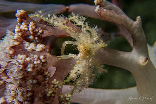 Soft Coral Spider Crab