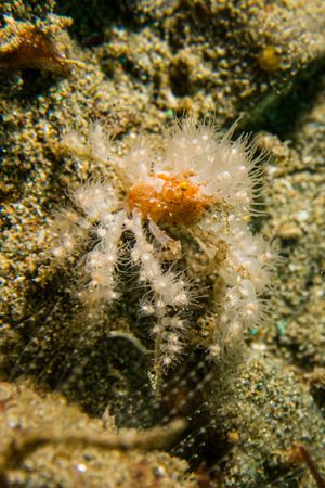 Soft Coral Spider Crab