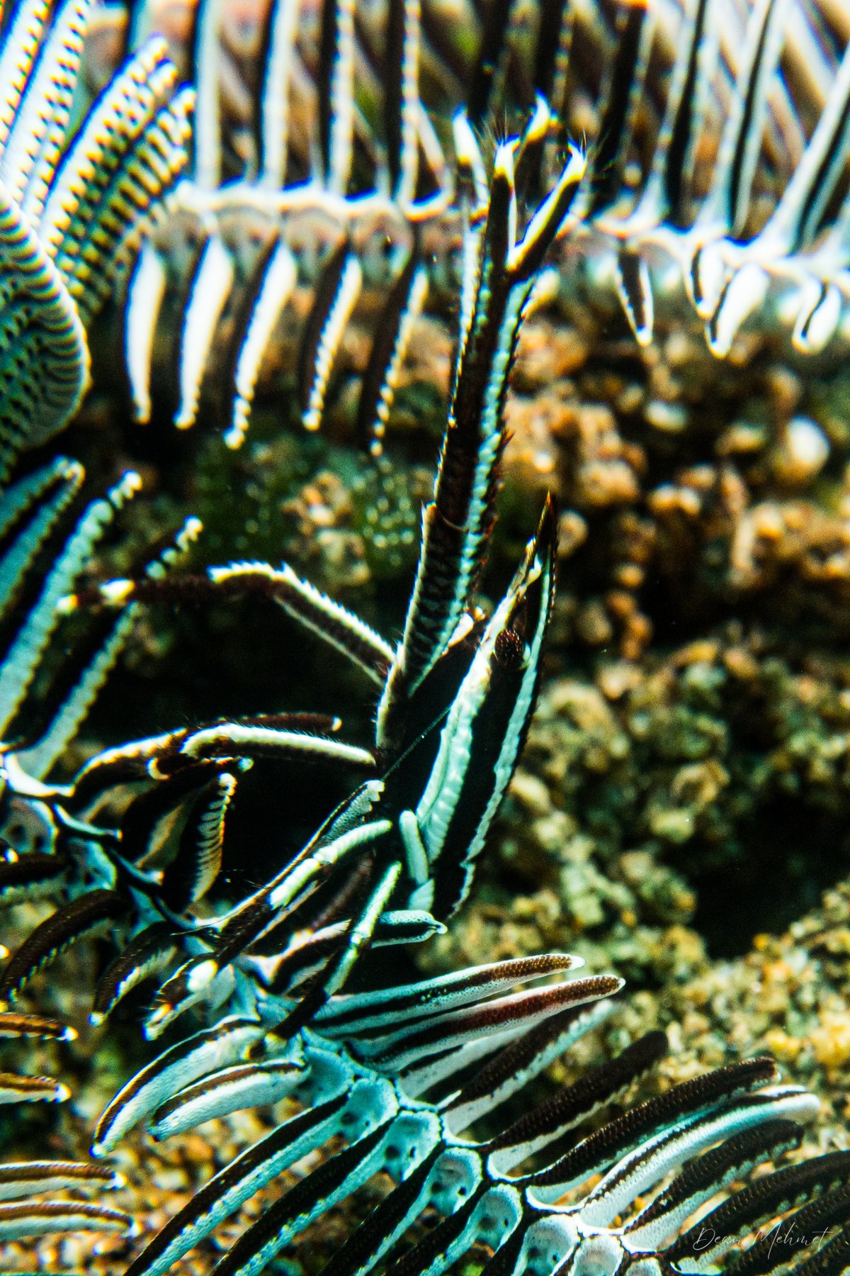 Elegant Squat Lobster hero image