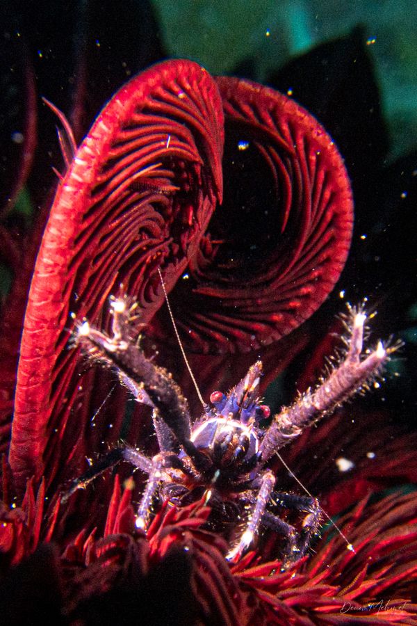 Elegant Squat Lobster - Photo 3