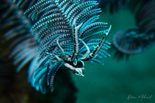 Elegant Squat Lobster - Photo 4