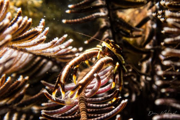 Elegant Squat Lobster
