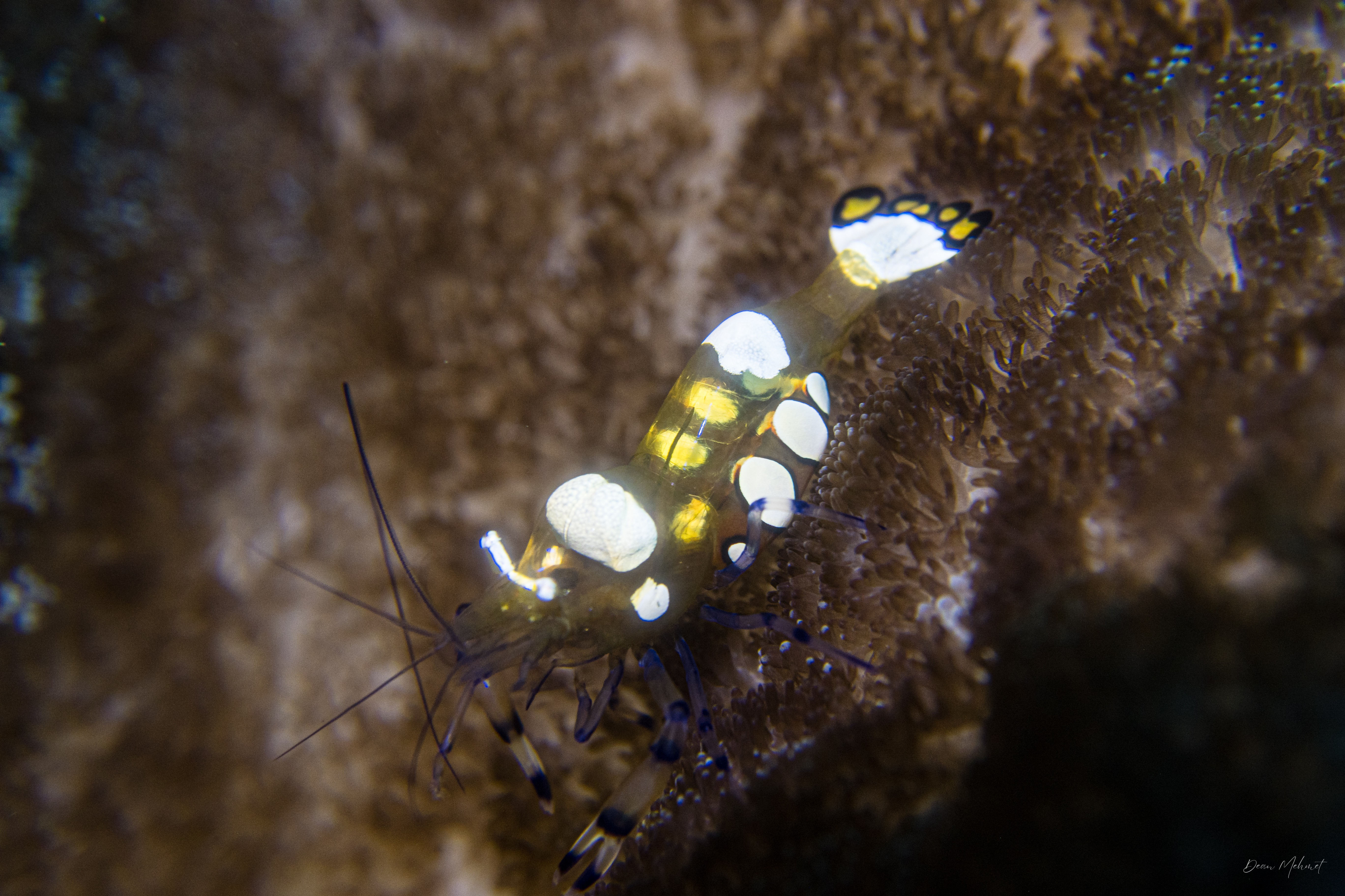 Peacock-tail Anemone Shrimp