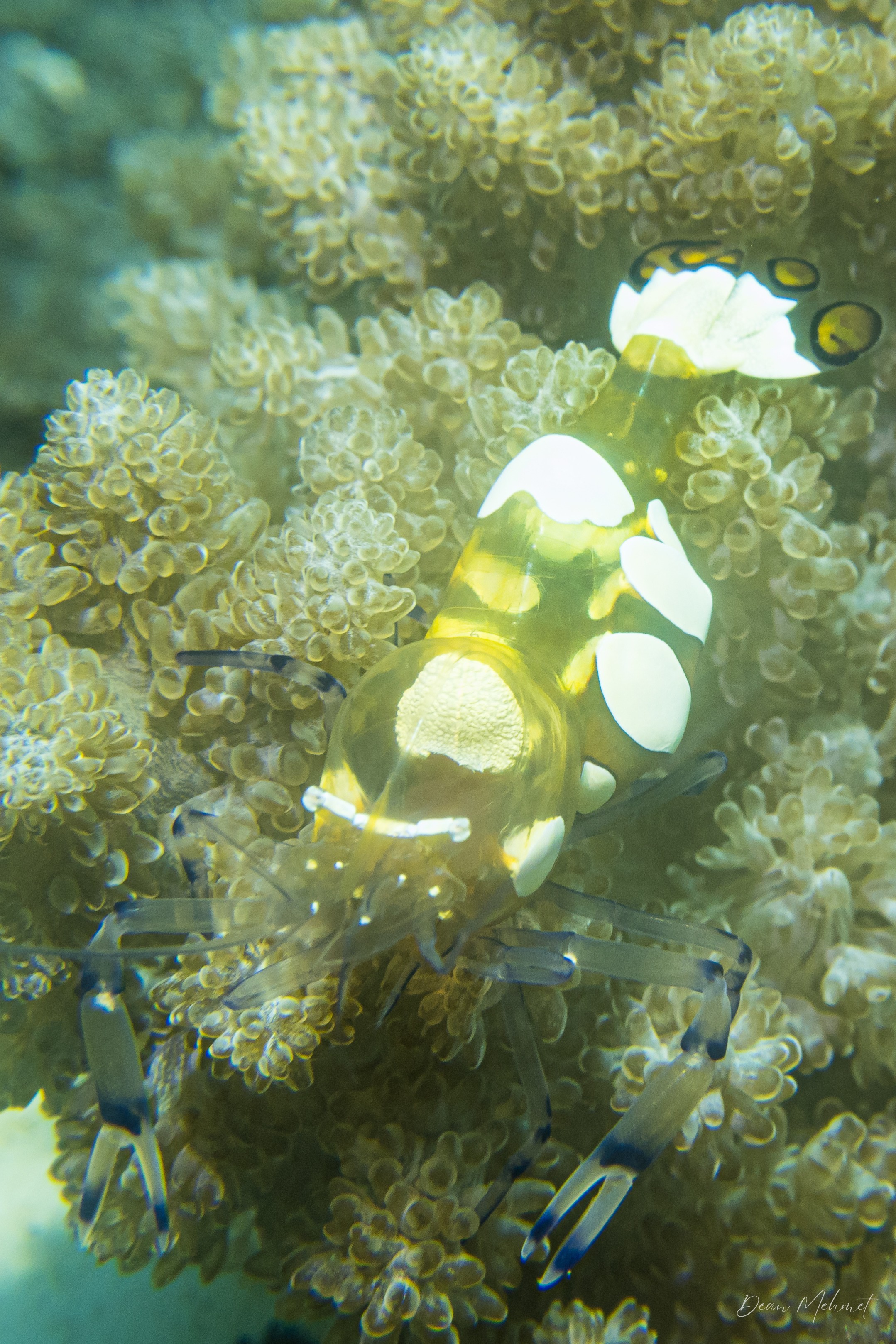 Peacock-tail Anemone Shrimp