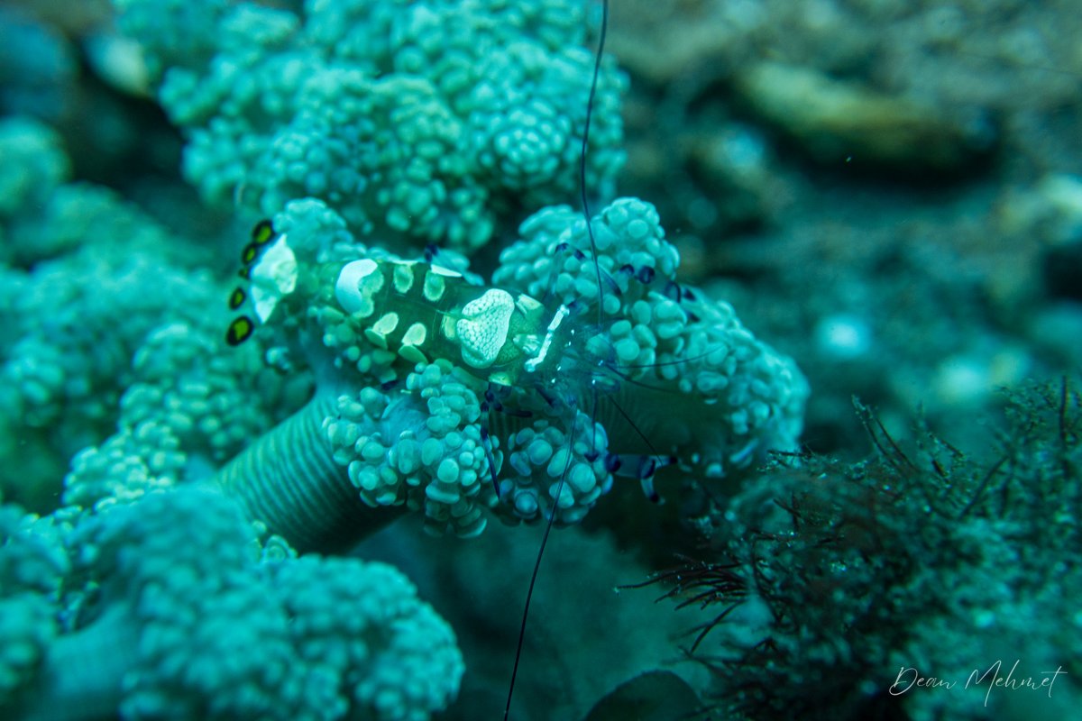 Peacock-tail Anemone Shrimp hero image