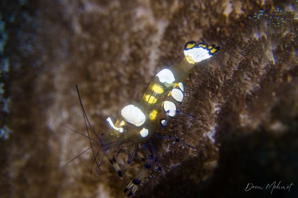 Peacock-tail Anemone Shrimp - Photo 2