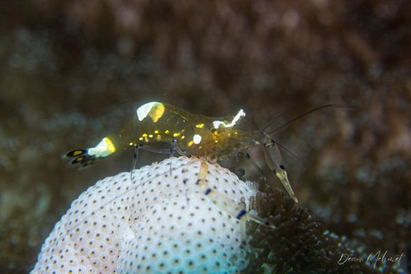 Peacock-tail Anemone Shrimp - Photo 3
