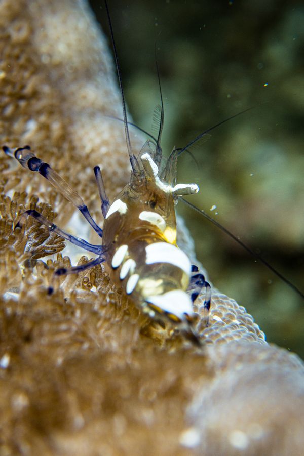 Peacock-tail Anemone Shrimp - Photo 6