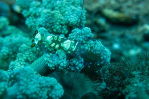 Arthropods representative species
