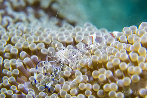 Holthuis Anemone Shrimp - Photo 1