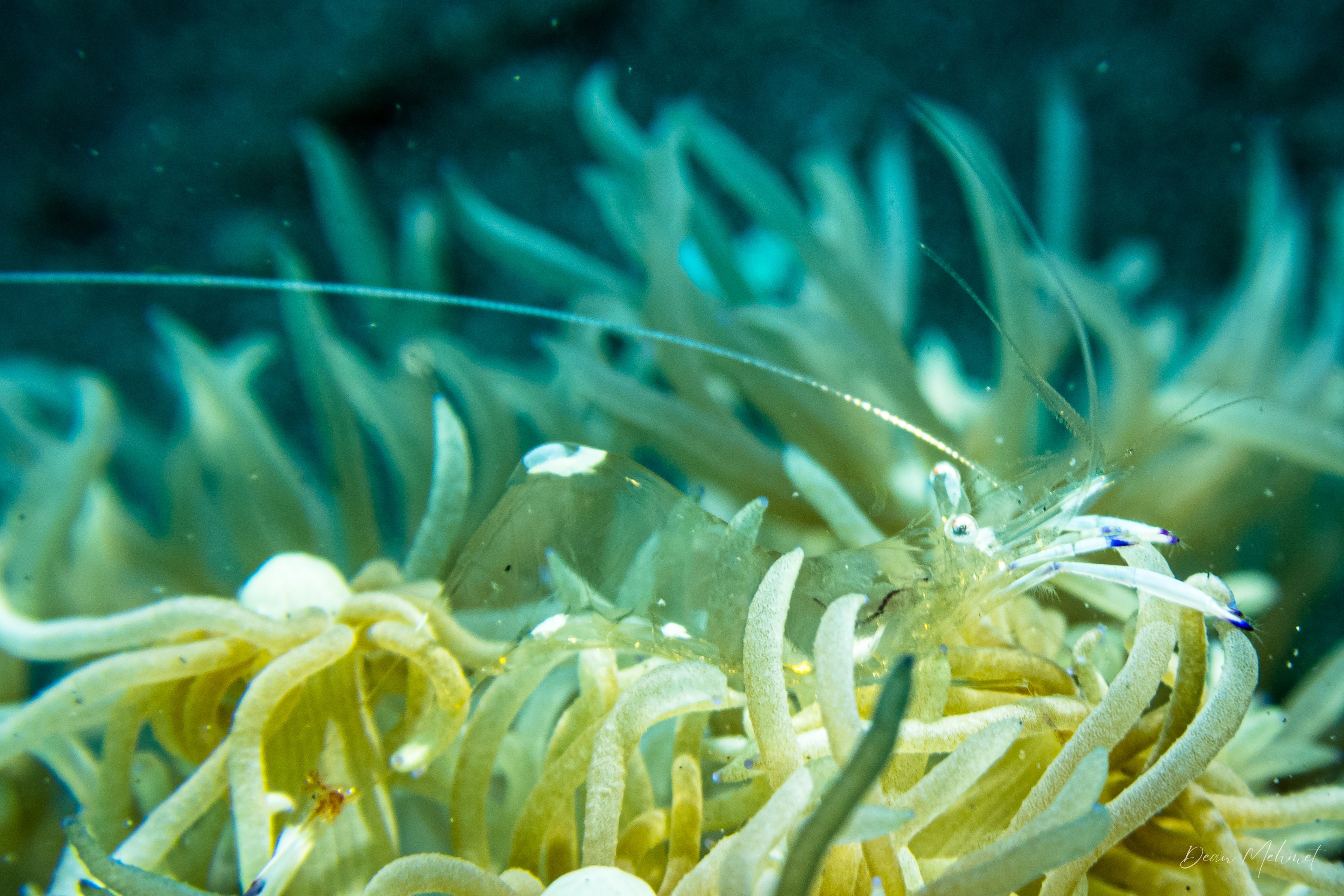 Magnificent Anemone Shrimp