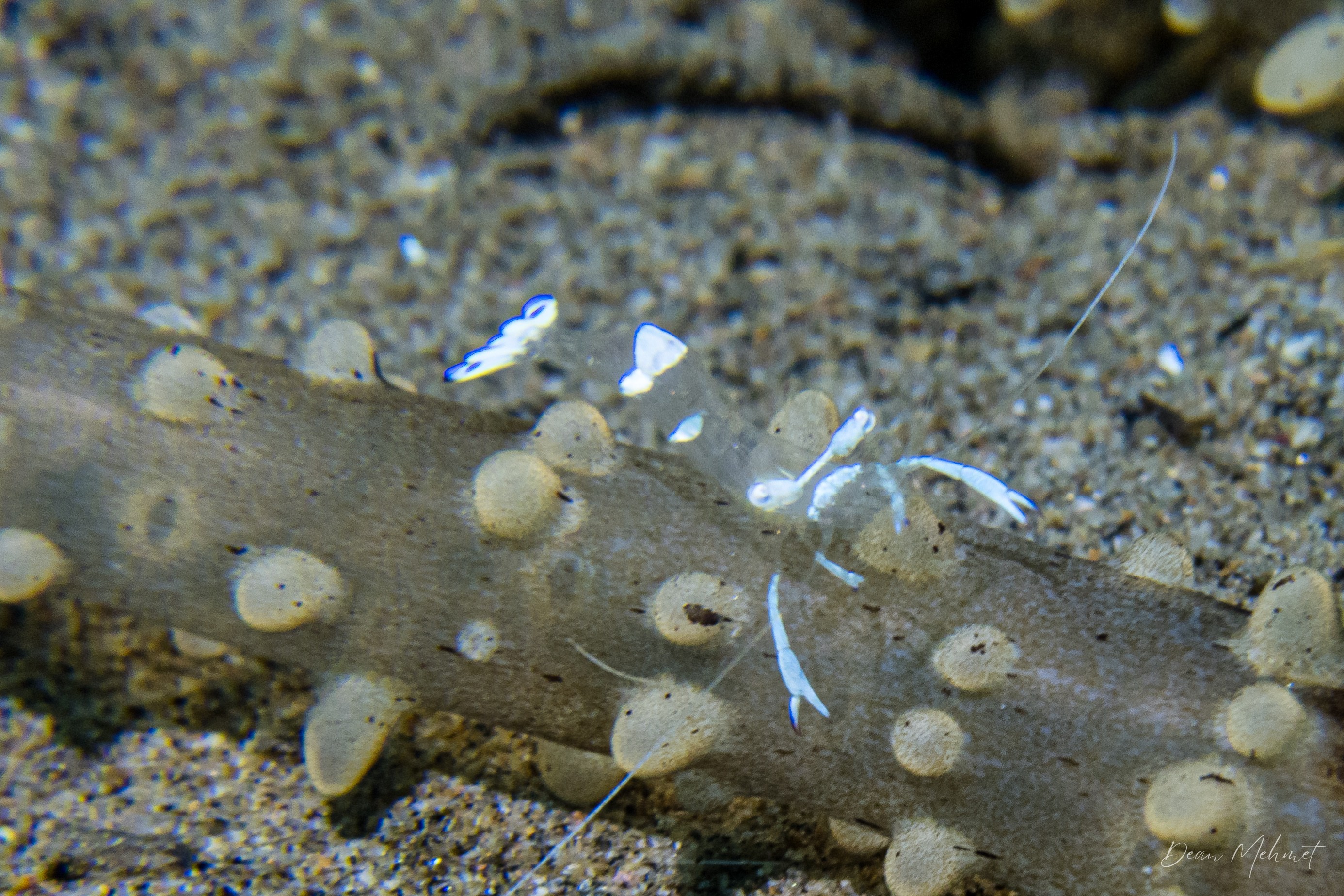 Magnificent Anemone Shrimp