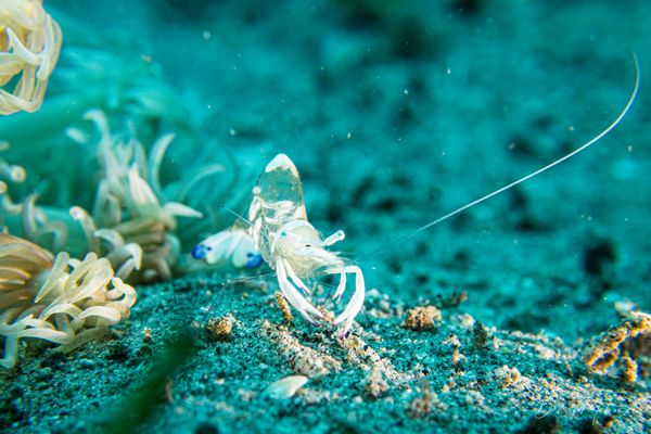 Magnificent Anemone Shrimp - Photo 1