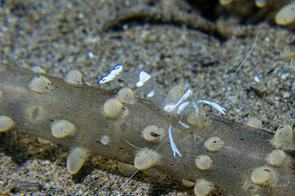 Magnificent Anemone Shrimp - Photo 4
