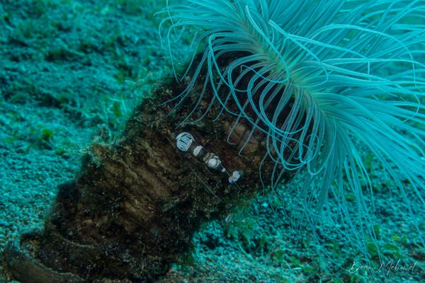 Magnificent Anemone Shrimp - Dauin - 7 June 2026 - Dive 1 - Largahan