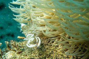 Magnificent Anemone Shrimp