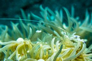 Magnificent Anemone Shrimp