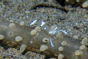 Magnificent Anemone Shrimp