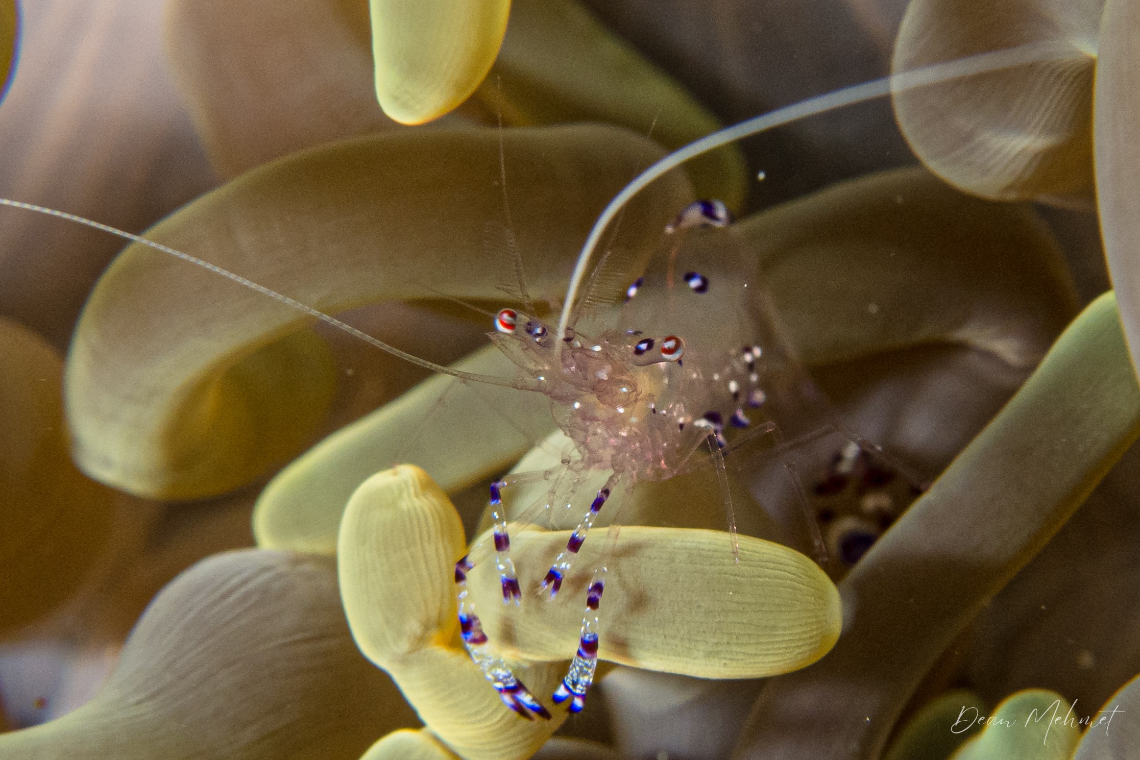 Sarasvati Anemone Shrimp