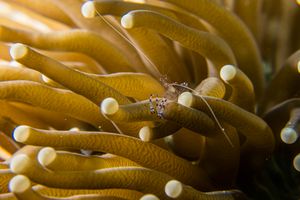 Sarasvati Anemone Shrimp