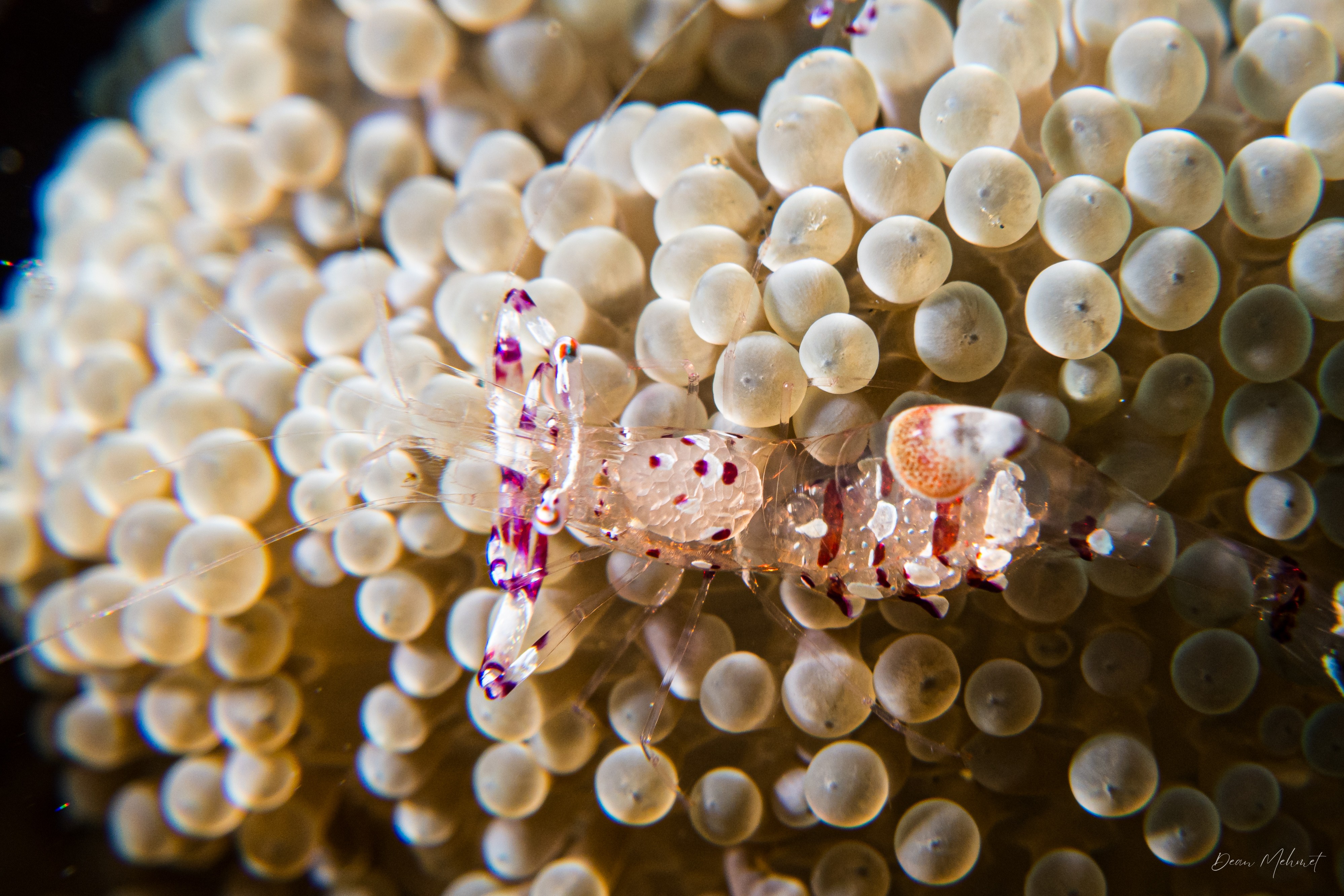 Ancylomenes speciosus