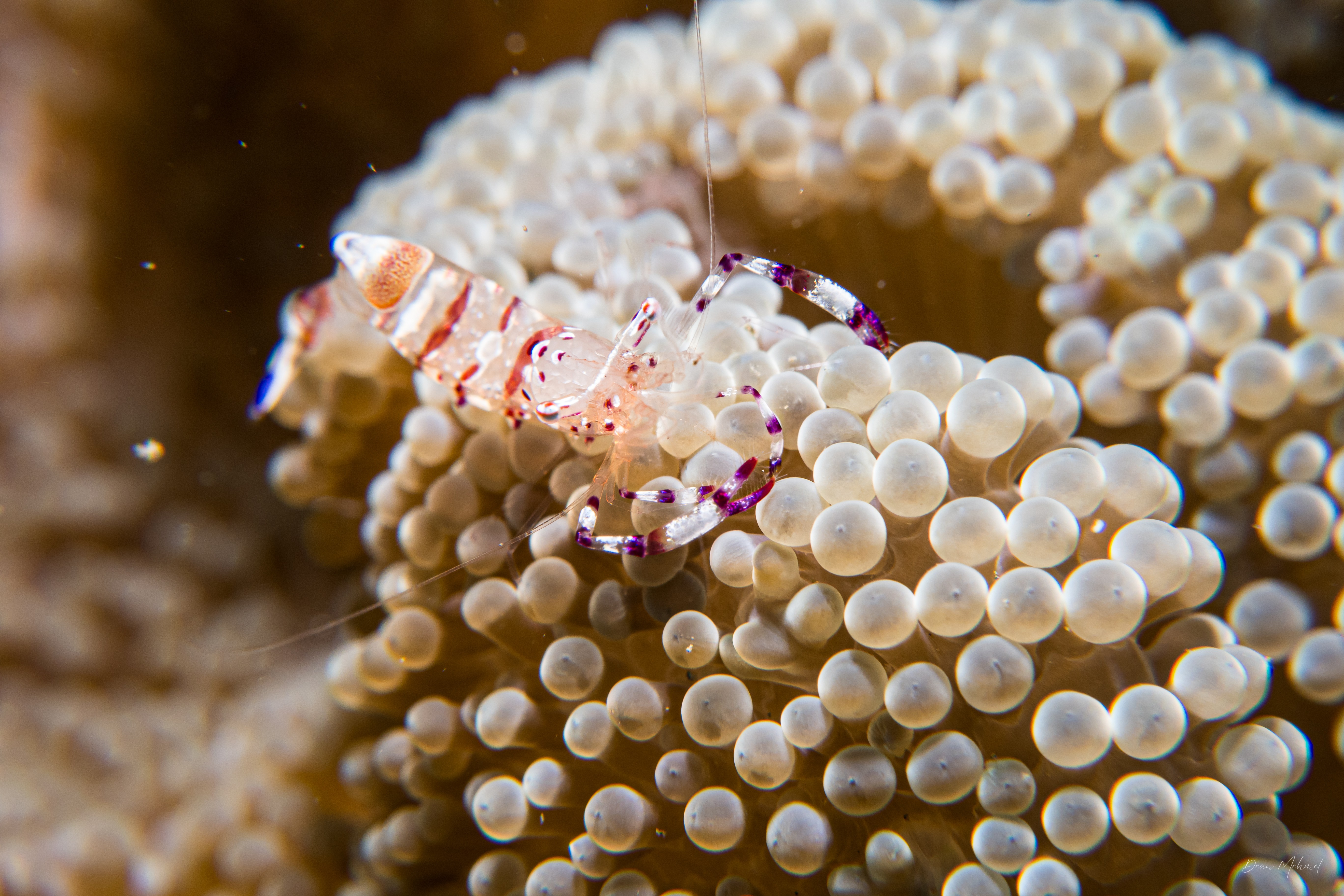 Ancylomenes speciosus