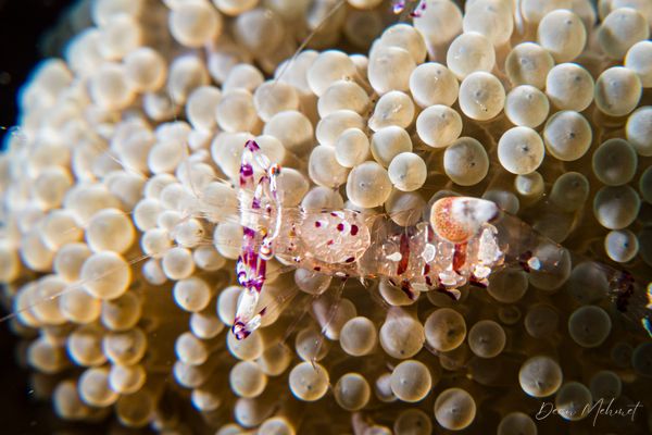 Ancylomenes speciosus - Photo 1