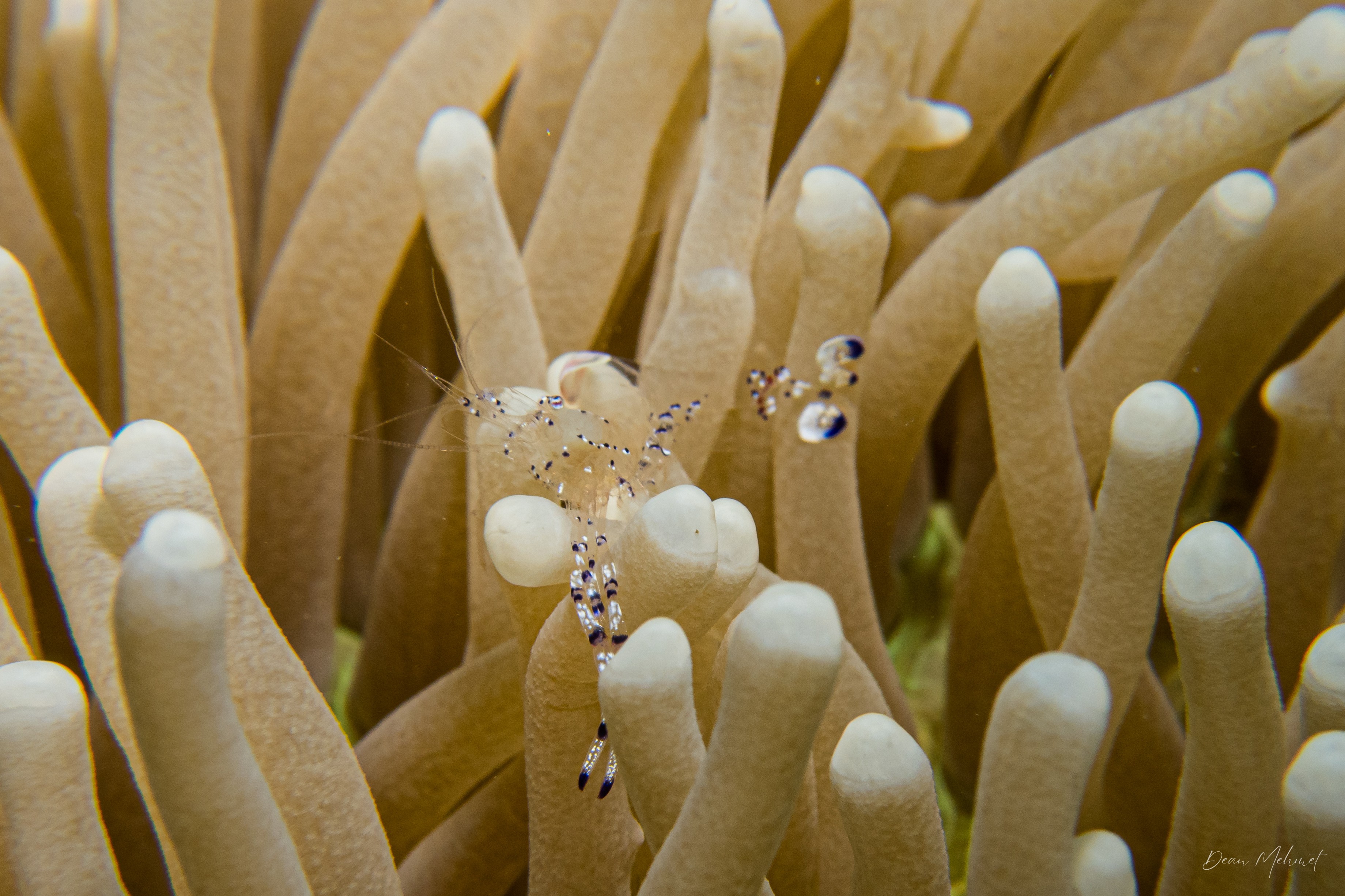Graceful anemone shrimp