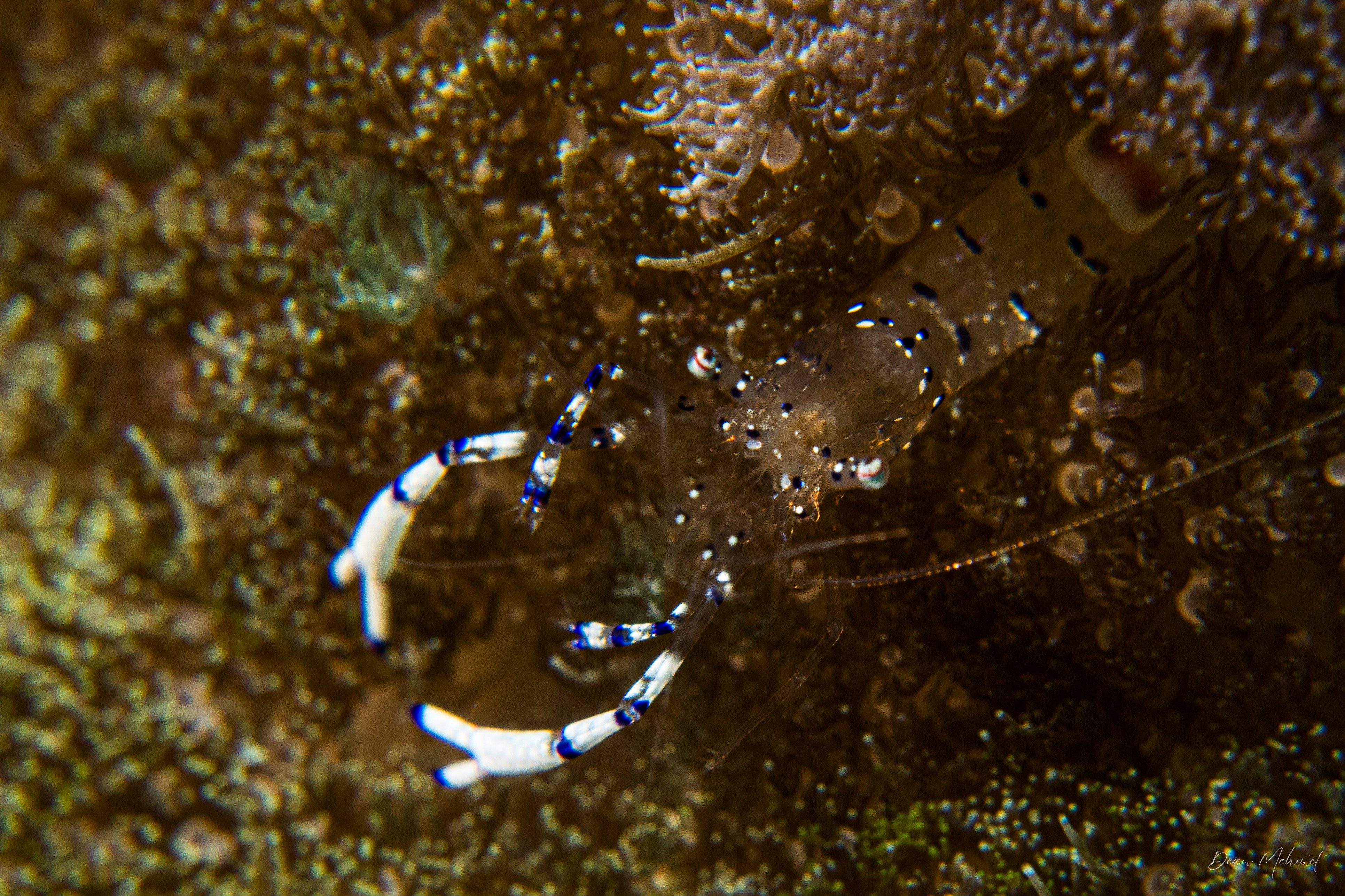 Graceful anemone shrimp