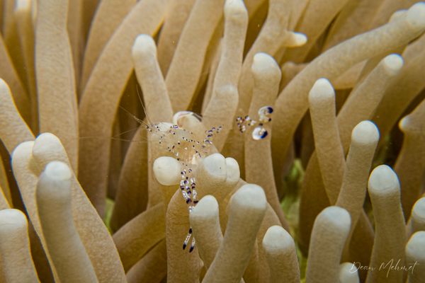 Graceful anemone shrimp - Photo 3