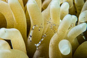 Anemone Shrimps representative species