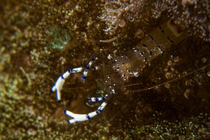 Graceful anemone shrimp