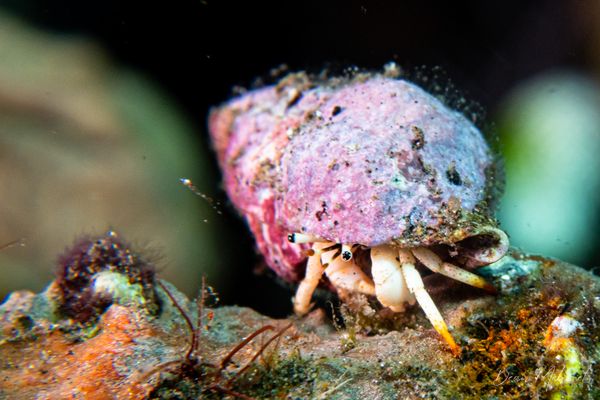 Small White Hermit Crab - Photo 1