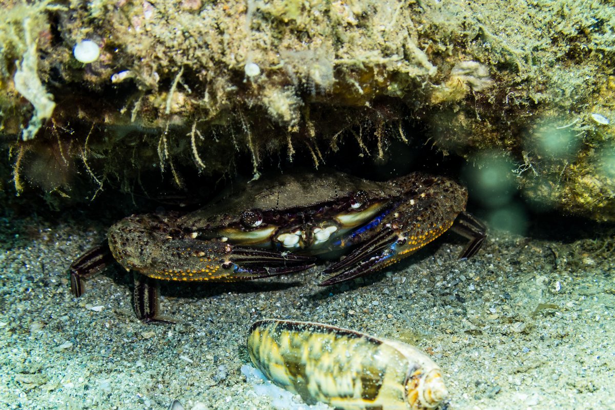 Ridged Swimming Crab hero image