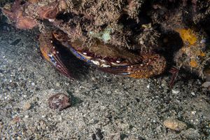 Ridged Swimming Crab representative species