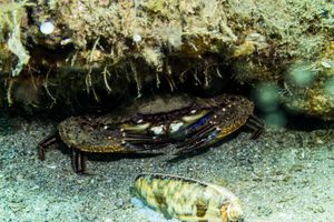 Ridged Swimming Crab representative species