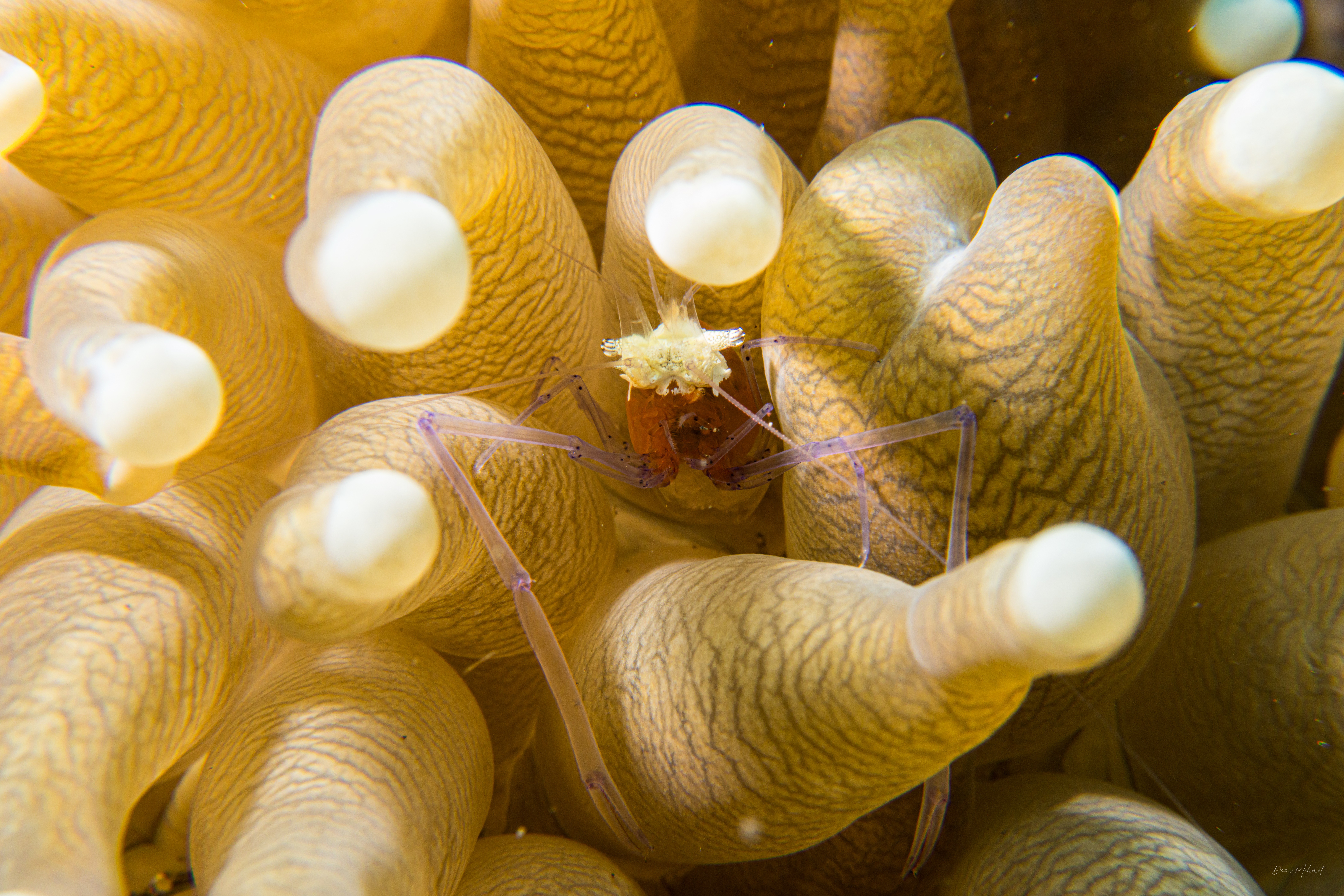 Mushroom Coral Shrimp