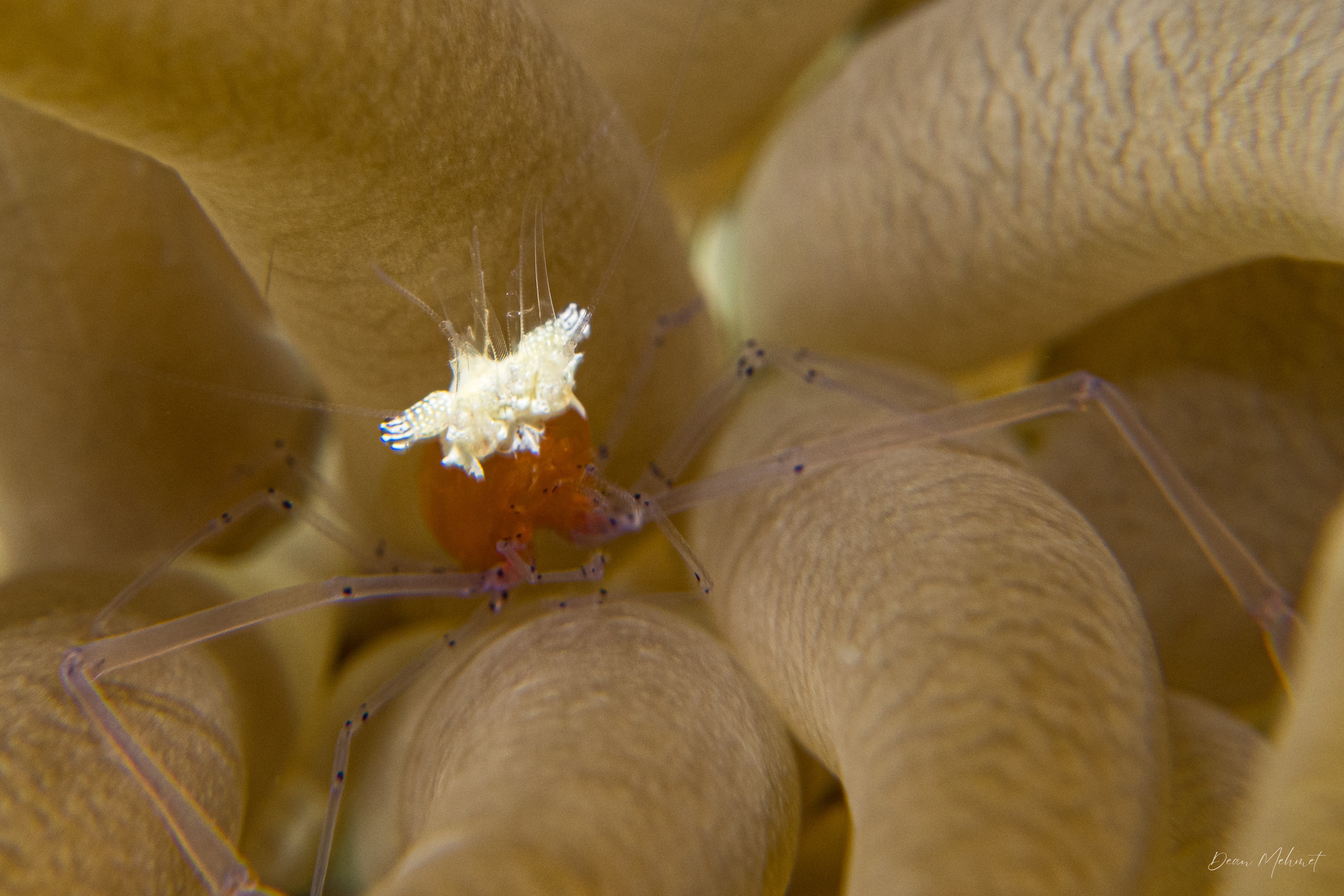 Mushroom Coral Shrimp