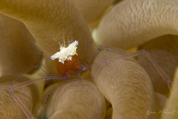 Mushroom Coral Shrimp - Moalboal, Philippines - 8 August 2026 - Dive 1 - White Beach (North)
