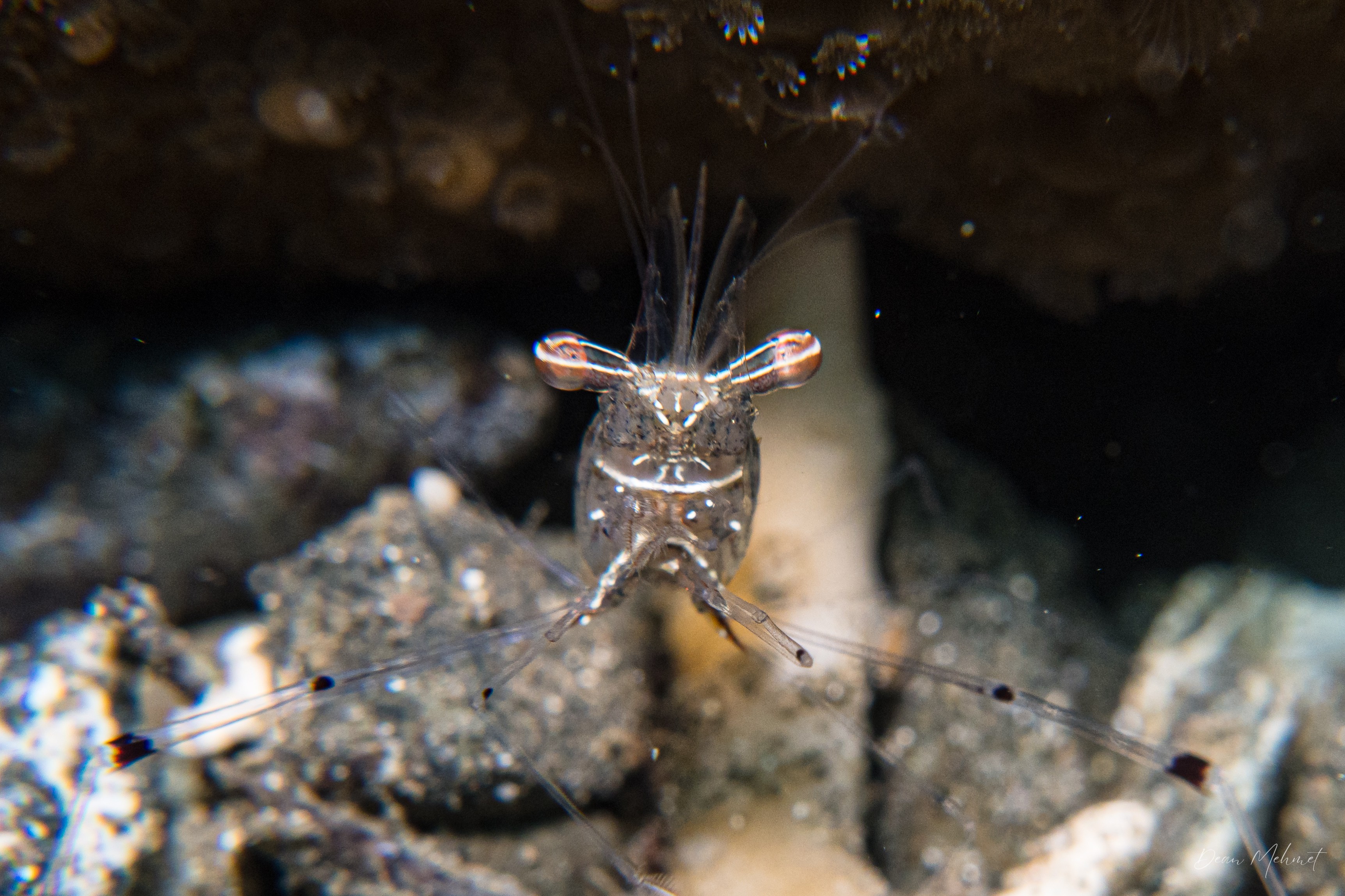 Glass shrimp