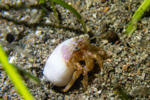 Hermit Crab representative species